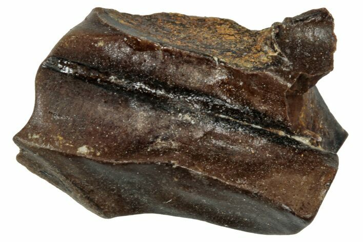 Fossil Triceratops Shed Tooth - Wyoming #358162